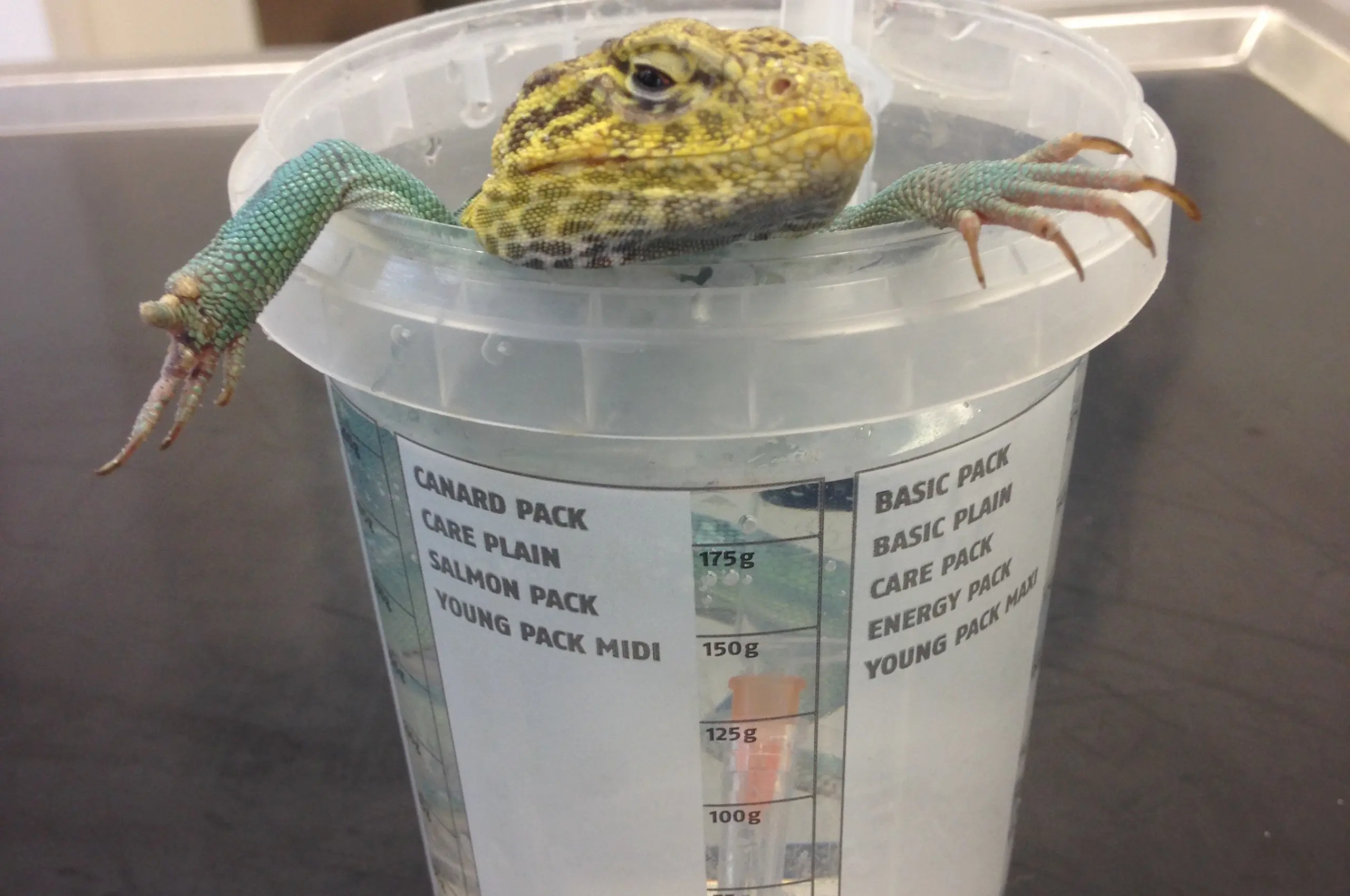 /service/gallery/Halsbandleguan badet.jpg